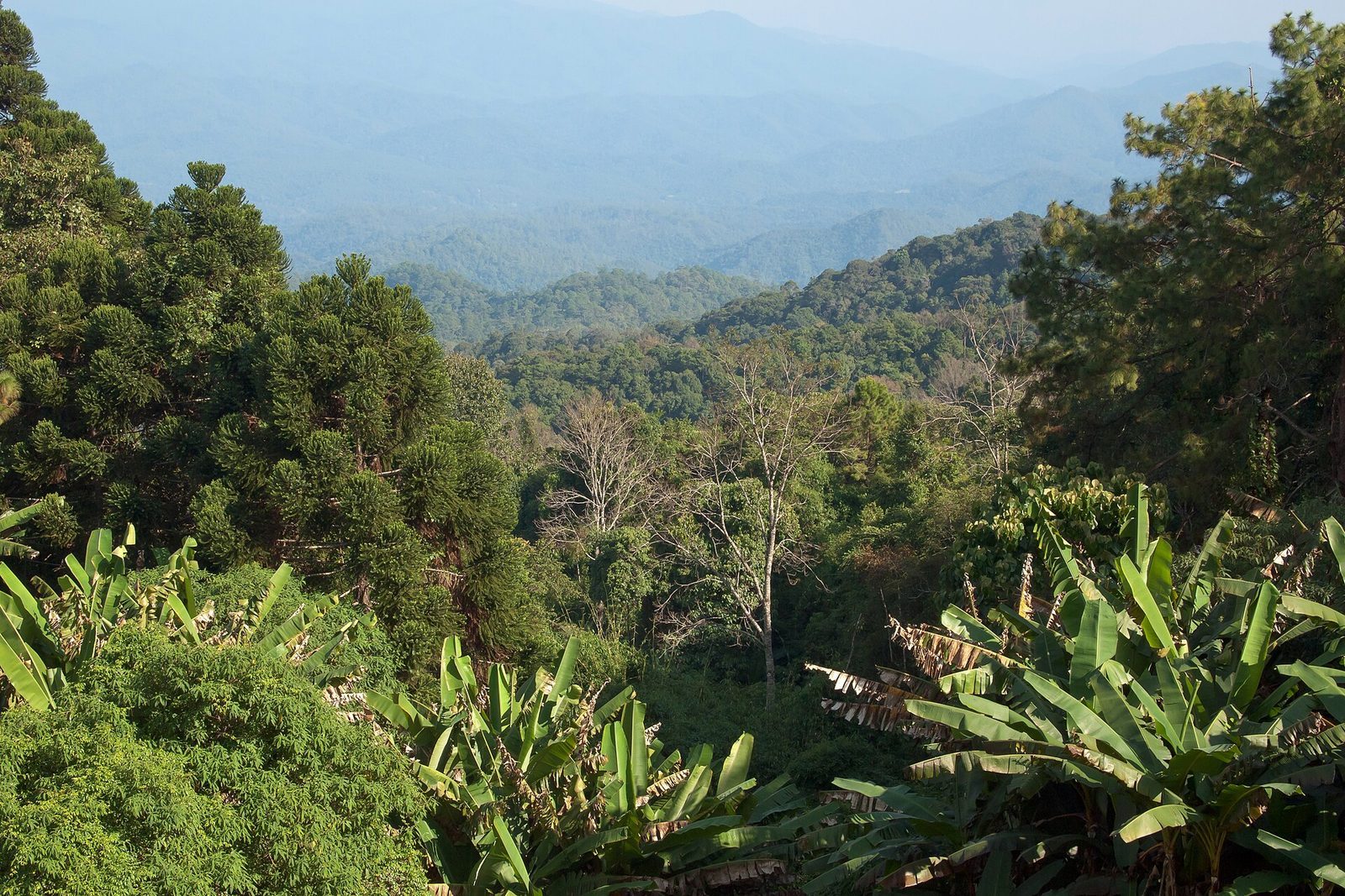 En vecka i Chiang Mai — dag för dag