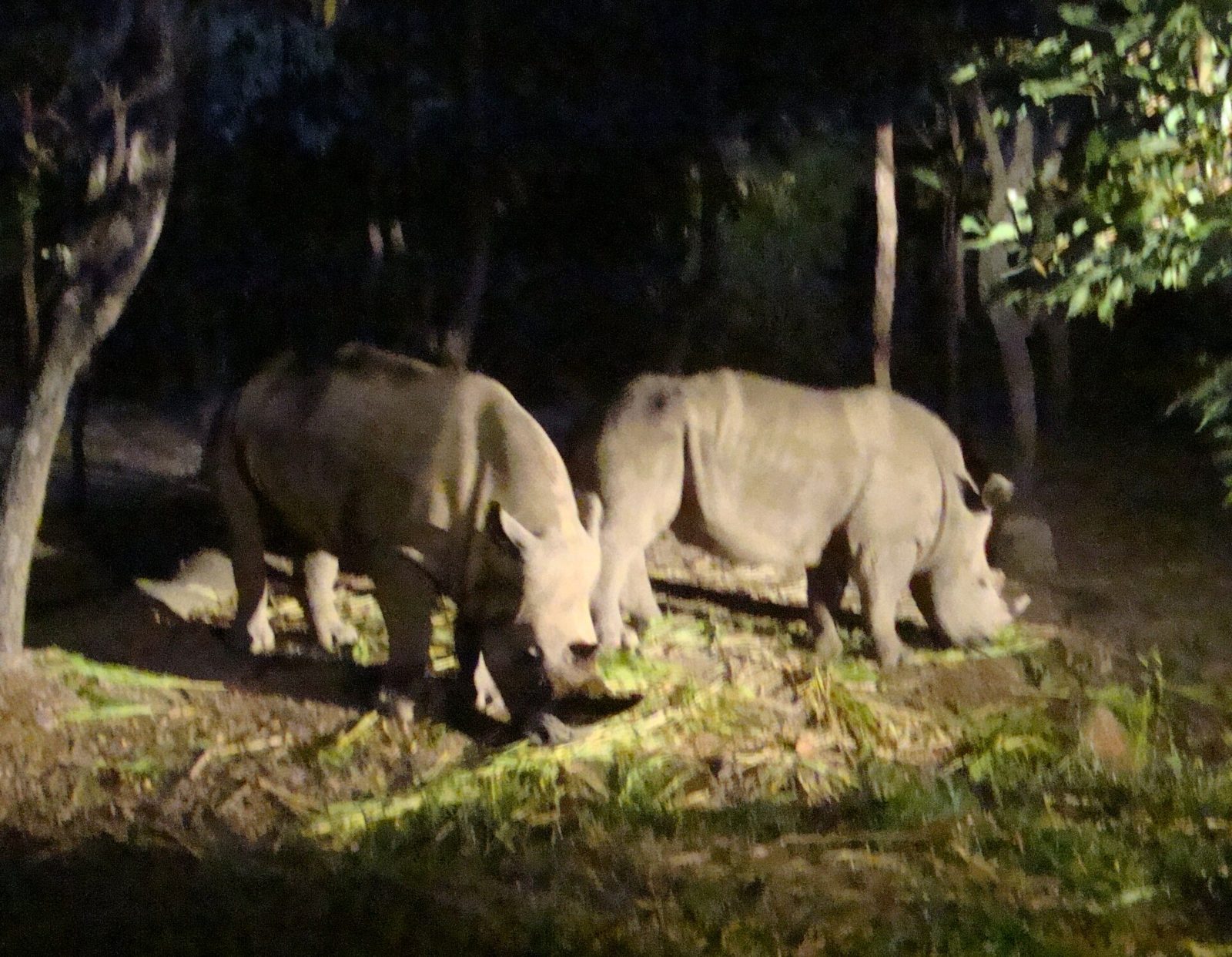 Night Safari och djurparkerna — hur etiska är de?